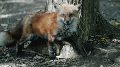 Kreuzfuchs,-Der-Sich-An-Den-Baum-Im-Zao-Fuchsdorf-In-Shiroishi,-Miyagi,-Japan-Lehnt