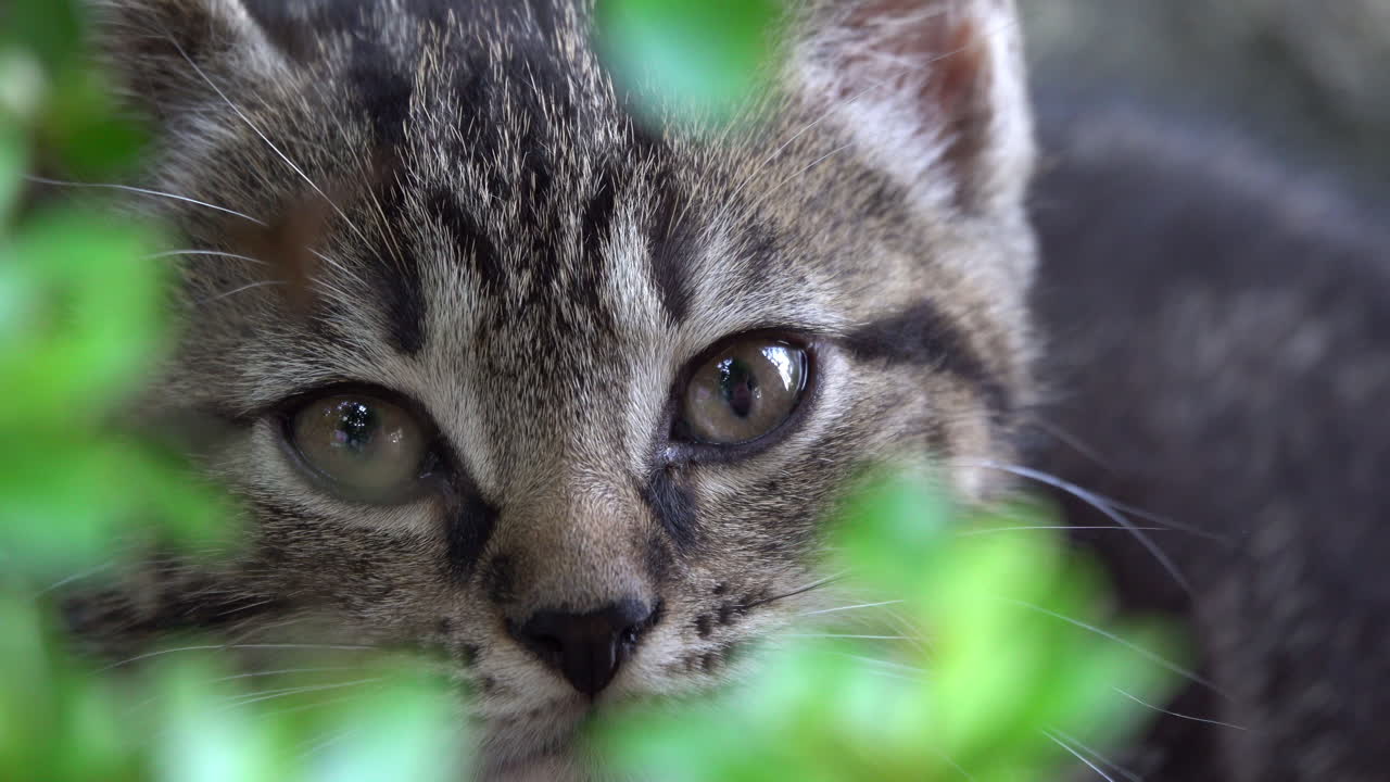 Gray kitten hiding in foliage.