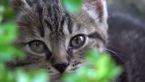 gray kitten hiding in foliage.