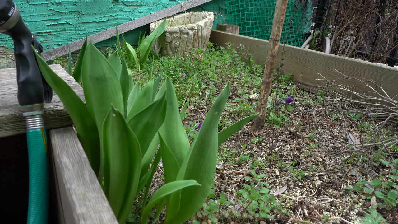 plantas en una caja de jardín en filadelfia, pensilvania