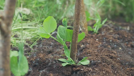 exuberantes brotes de guisantes que crecen al aire libre contra estacas