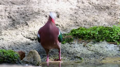 Common-Emerald-Dove-grooming-after-a-bath-in-the-forest-during-a-hot-day,-Chalcophaps-indica,-in-Slow-Motion