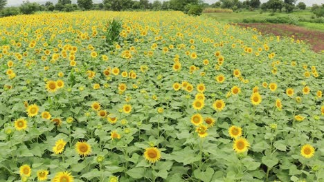 Drohnenüberflug-über-Einem-Blühenden-Sonnenblumenfeld-Während-Des-Monsuns-In-Einer-Indischen-Landschaft