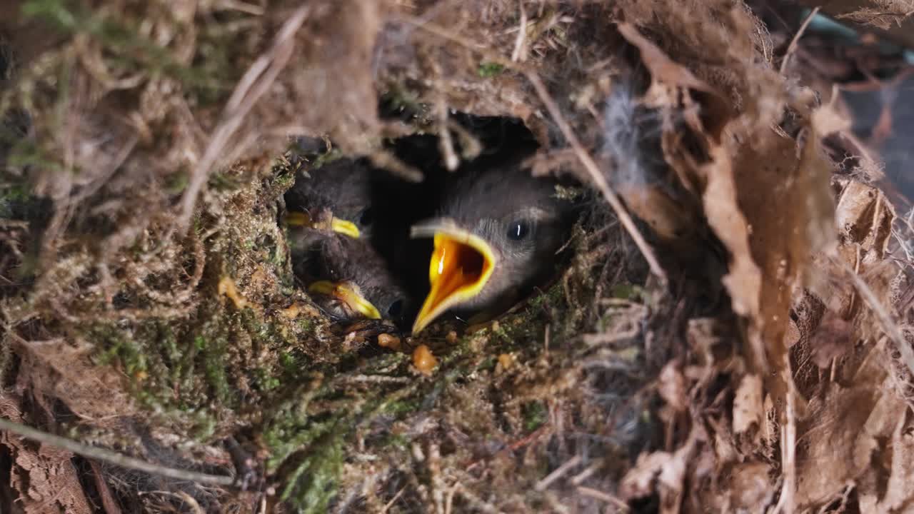 Swallow mother feeding the chicks cute birds waiting in the family nest