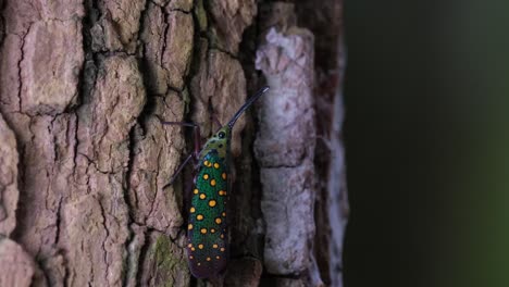 Violent-wind-blowing-in-the-forest-as-it-is-seen-moving-a-little-while-the-camera-zooms-out,-Saiva-gemmata-Lantern-Bug,-Thailand