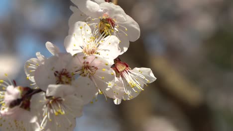 a honey bee on a cherry blossom