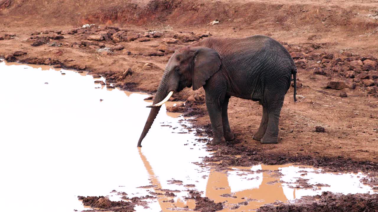 케냐 에 있는 아베르다레 국립 공원 에 있는 해 아래 의 물웅이 에서 물 을 마시는 아프리카 코끼리