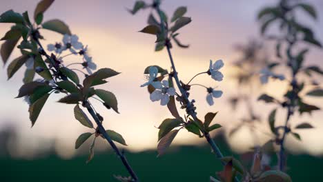 Pequeñas-Flores-Blancas-Al-Atardecer