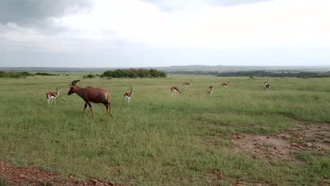 Pan-left-gimbal-shot-of-Topi-antelope-and-Thomson-Gazelles-in-Maasai-Mara,-Kenya