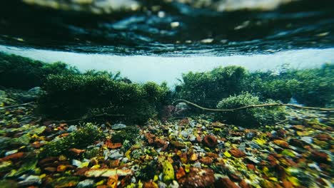 bajo el agua, cerca de la superficie, aguas poco profundas. vídeo 4k