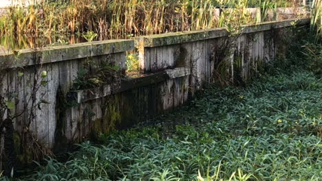 Una-Presa-De-Madera,-Un-Estanque-Cubierto-De-Maleza