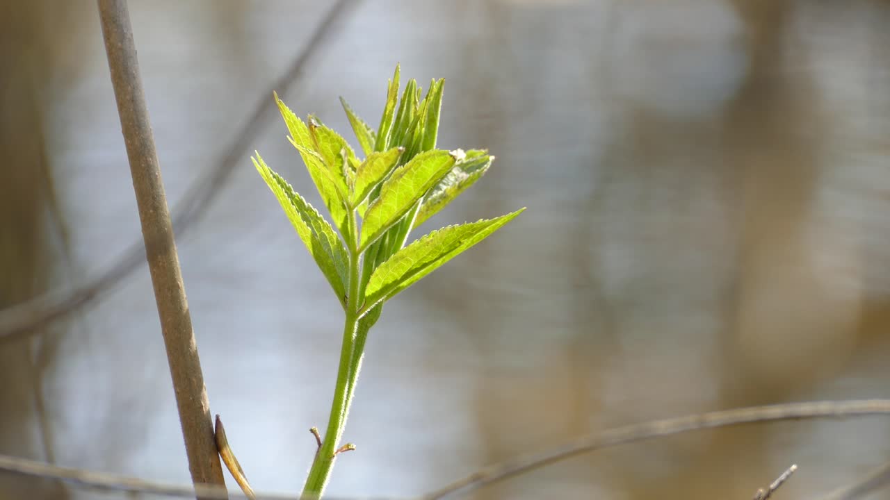 Grønn frøplante, dryppende vannbakgrunn med bokeh, vårregnscene