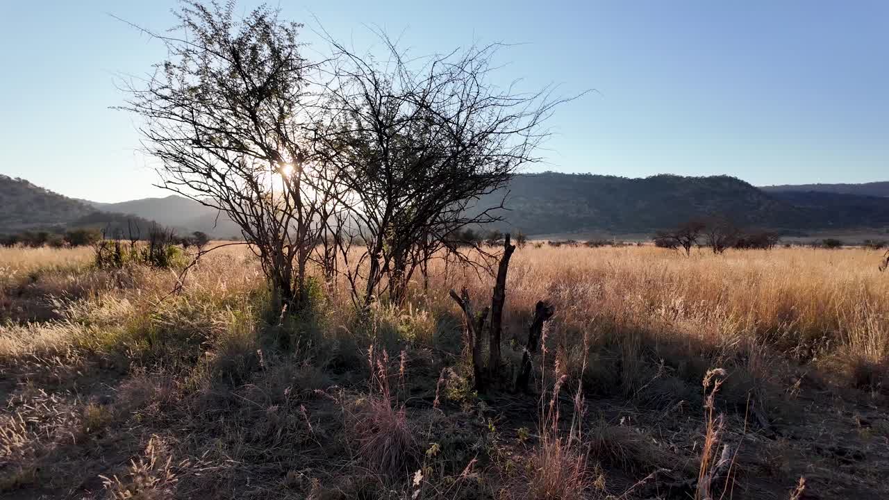 el horizonte de la sabana en el parque nacional pilanesberg en el noroeste de sudáfrica
