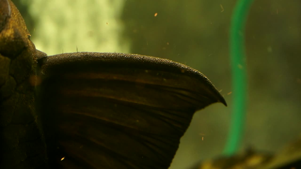 un primerísimo plano de la aleta dorsal de un bagre negro suckermouth pleco común de ojos azules sentado en el cristal lateral de un acuario