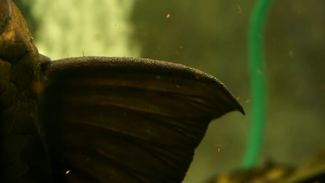 un primerísimo plano de la aleta dorsal de un bagre negro suckermouth pleco común de ojos azules sentado en el cristal lateral de un acuario