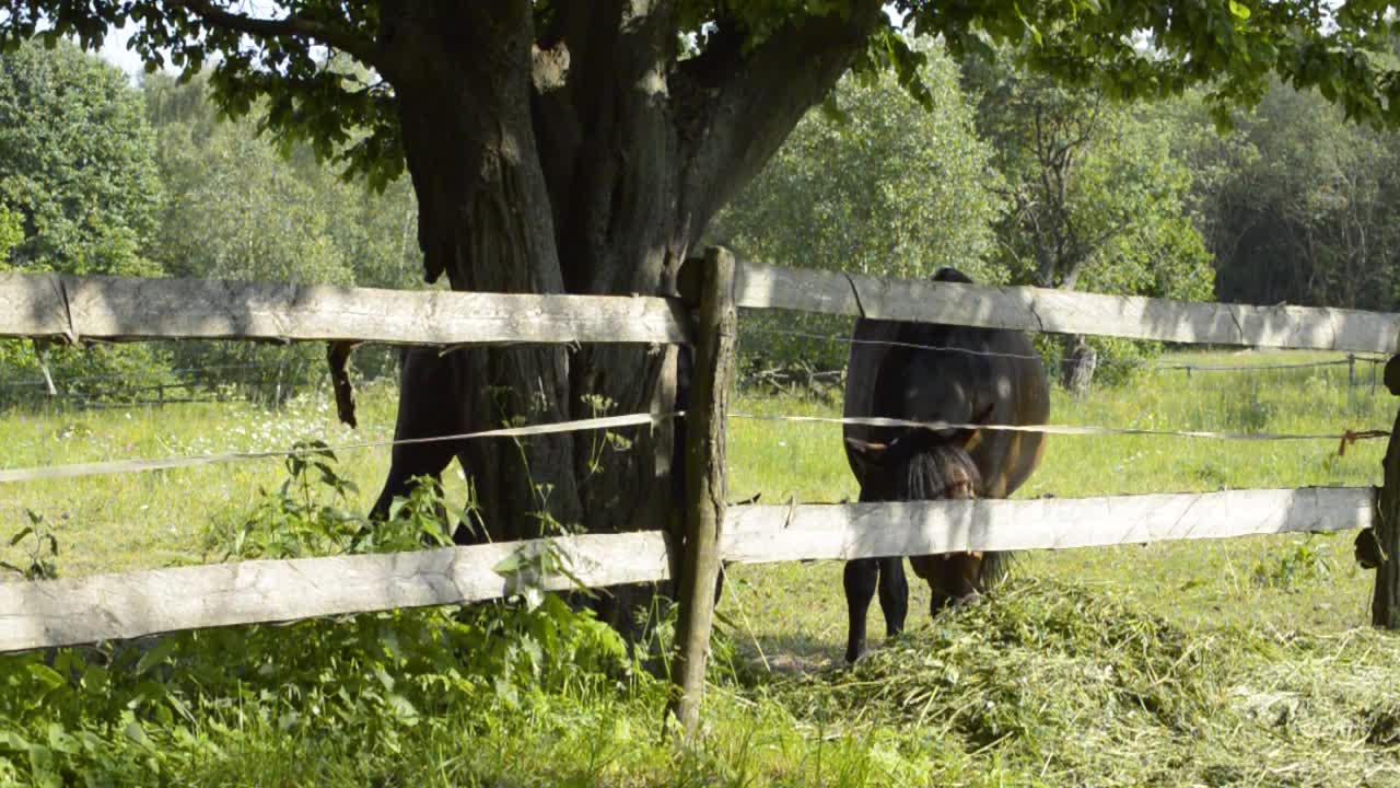 Un cavallo con disabilità senza un occhio che mangia erba dal mucchio dietro la staccionata di legno, in slow motion