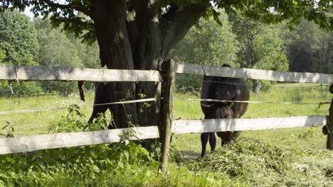 a handicapped horse without one eye eating grass from the pile behind the wooden fence, slomo