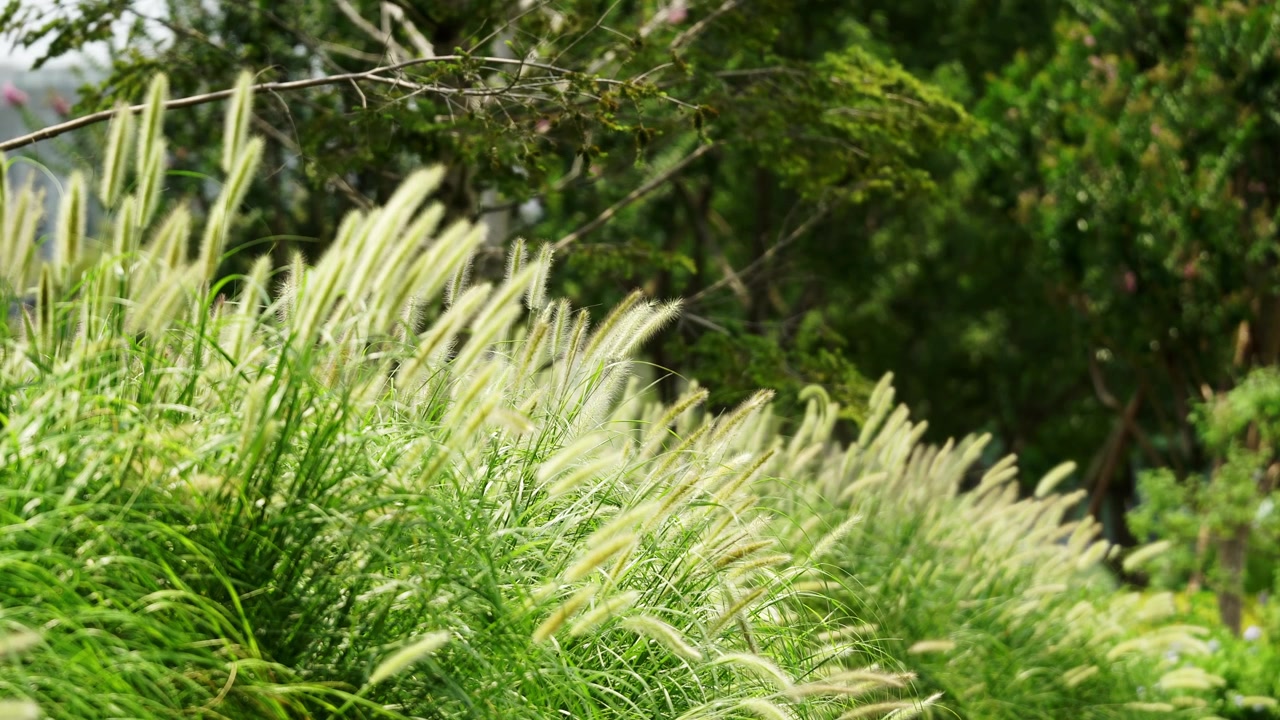 Un cespuglio di Pennisetum (erba fontana) maturo mosso da una leggera brezza (4K25p).