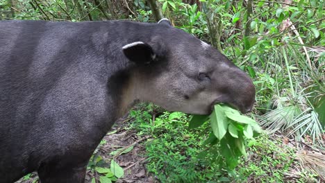 Ein-Tapir-Kaut-Auf-Vegetation-Im-Wald-3