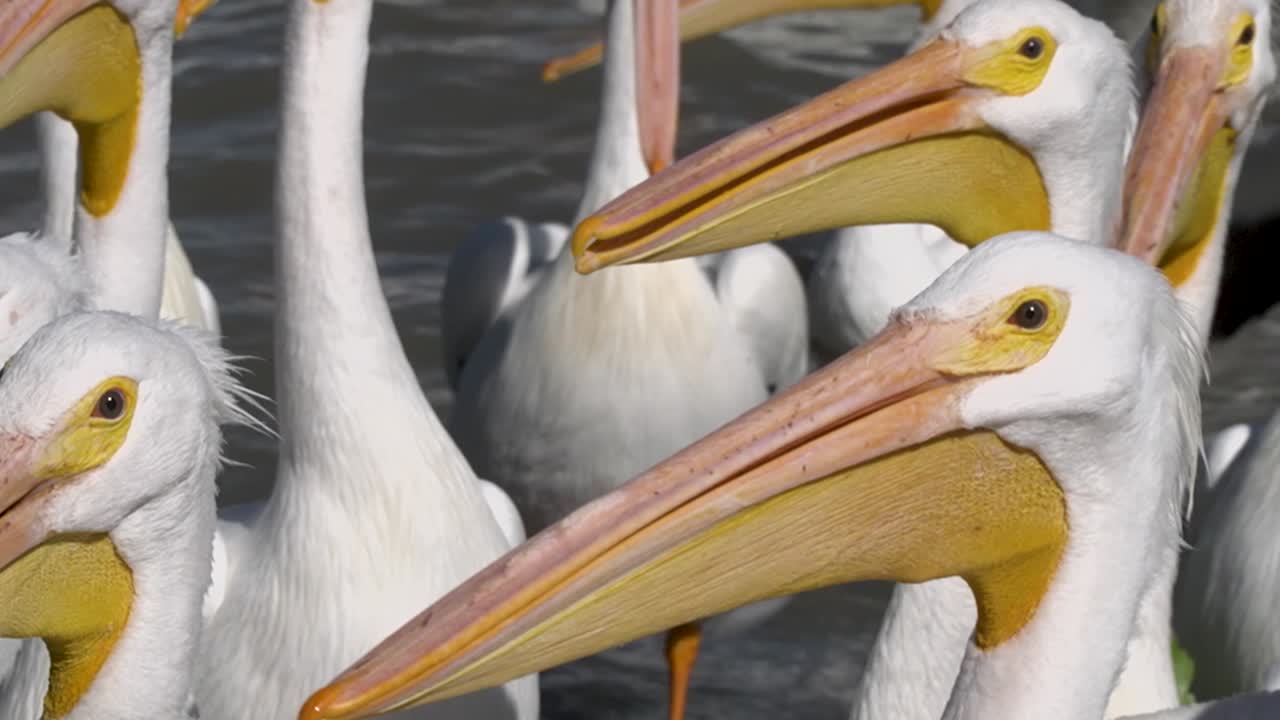 Pelicans living, flying and swimming at the small town of Petatan ,Mexico by the Chapala lake