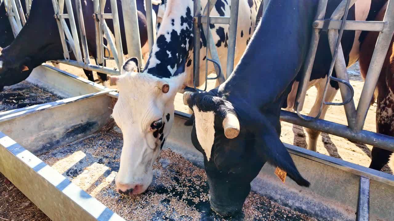 Close-up view of two dairy cow, one of with white face and black spots eating from feeding trough