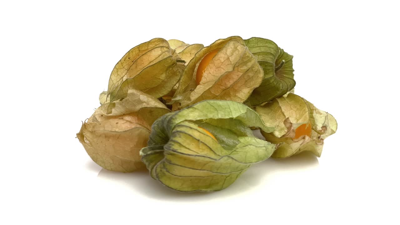physalis aislado