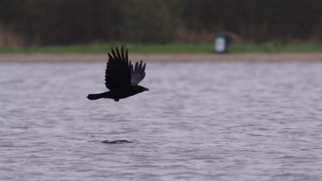 Schwarze-Krähe-Fliegt-über-Den-See,-Schöne-Filmische-Nahaufnahme,-Zeitlupe,-Wunderschön-Elegant