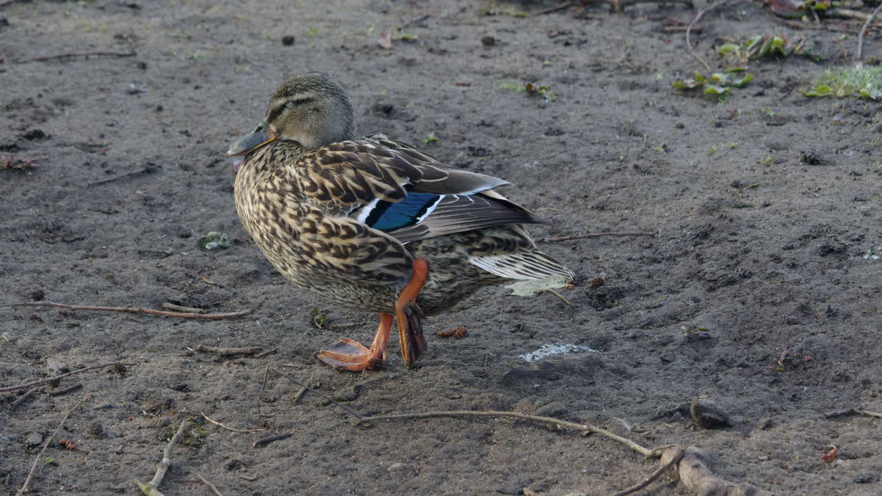 shot of a female Rouen duck resting in the morning at Rollesby Broad taken from the A149 at Ormesby St Margaret