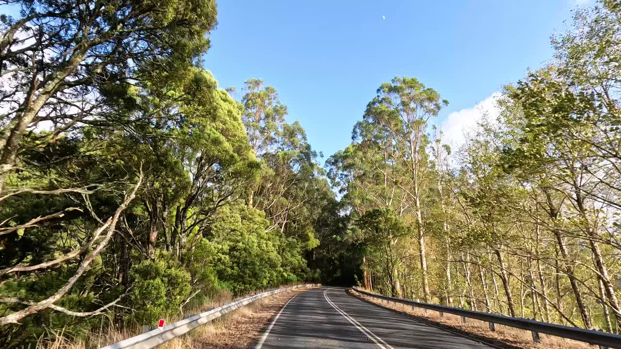 나무로 둘러싸인 산길을 따라 드라이브