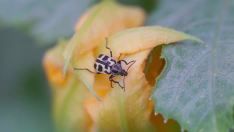 노란색 주키니 꽃에 있는 astylus atromaculatus 벌레의 클로즈업