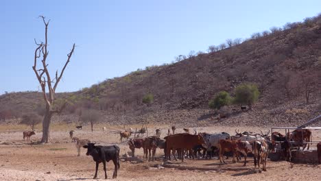 ganado y vacas pastan en los desiertos remotos de namibia áfrica