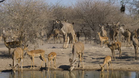 pequeños y lindos terneros kudu beben de un charco de agua mientras los pájaros vuelan y los kudu más viejos se paran en el fondo