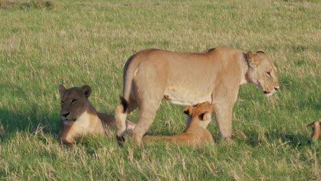 Leonas-Y-Cachorros-En-Un-Exuberante-Campo-Verde-En-Savuti,-Botswana-En-Un-Caluroso-Día-Soleado---Toma-De-Primer-Plano