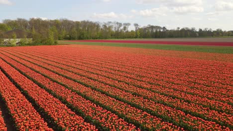 descent into orange tulip field