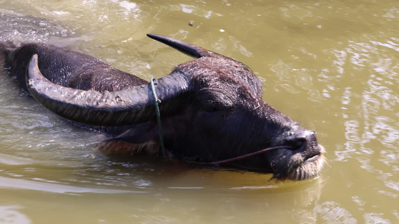 물 버팔로 (water buffalo) 는 연못에서 수영함으로써 냉각한다.