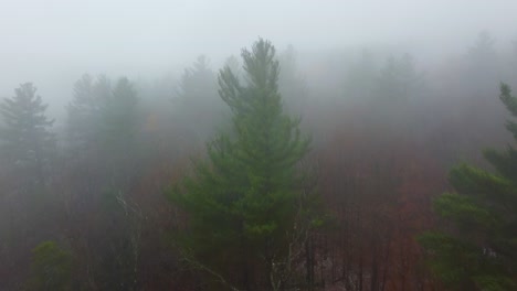 Misty-foggy-forest-landscape-with-pine-trees,-flying-close