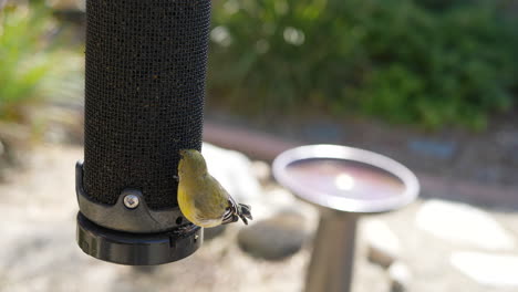 a small cute goldfinch bird eats from a bird feeder in slow motion next to a birdbath in a backyard in california