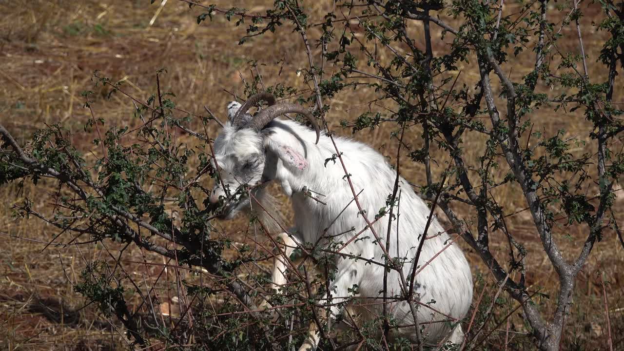 la cabra blanca hambrienta se sube a la rama con hojas para comer