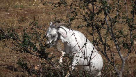 White-hungry-billy-goat-climbs-on-branch-with-leaves-to-eat