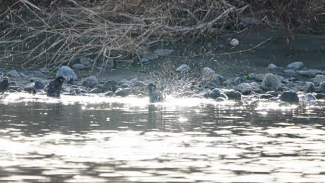 white-cheeked starling birds cleaning themselves in the water at futako-tamagawa river in tokyo, japan - static shot