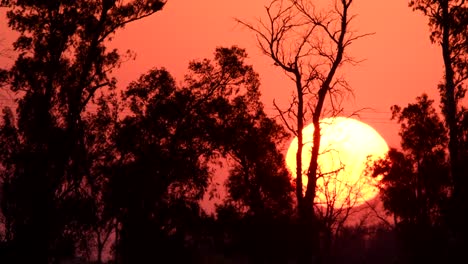 gran sol naranja poniéndose detrás de los árboles