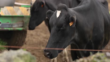 Milchvieh-Für-Die-Milchproduktion-Auf-Einem-Landwirtschaftlichen-Betrieb-In-Portugal