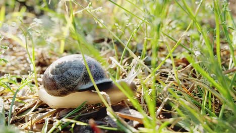 Eine-Gartenschnecke,-Die-Ihren-Weg-Von-Der-Morgensonne-Findet