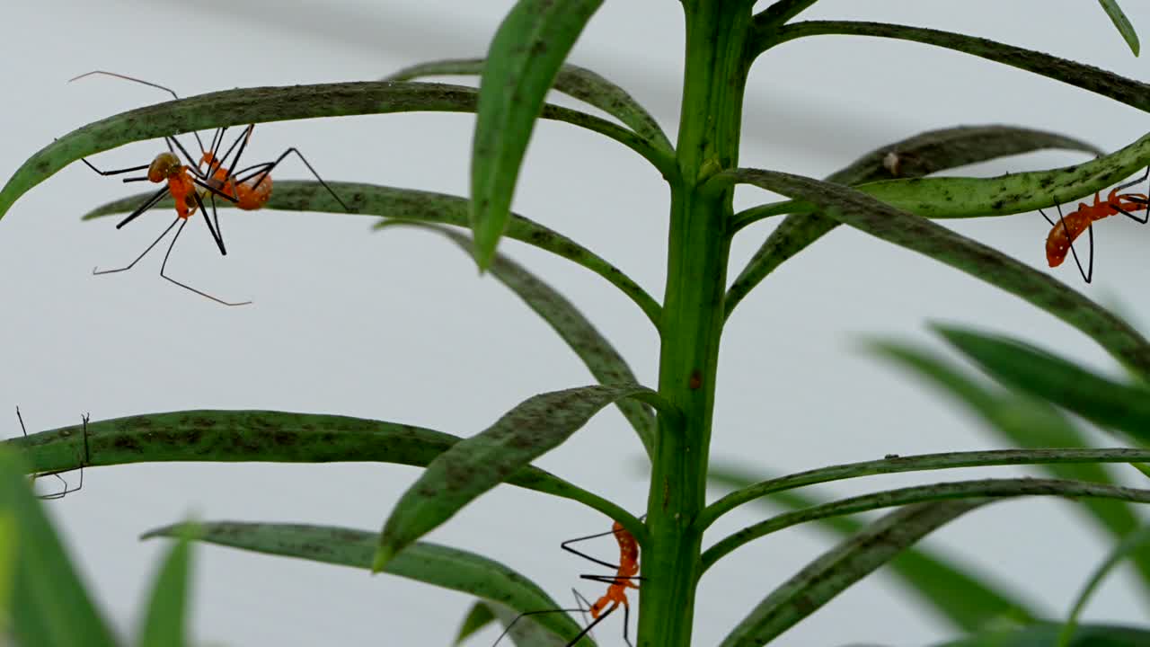 Several milkweed assassin bug on a plant