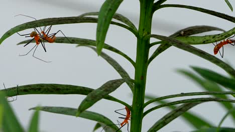 several milkweed assassin bug on a plant