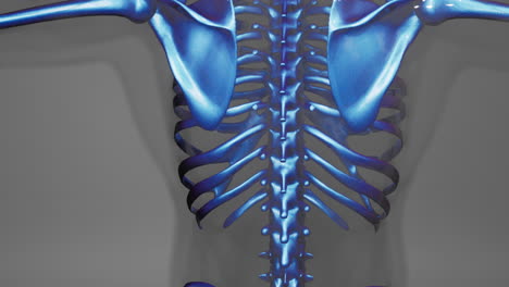 visible-bones-of-homan-skeleton