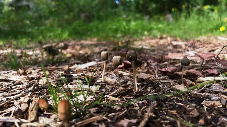 Goldenhaired Inkcap wild mushrooms growing from detritus dying, low angle side