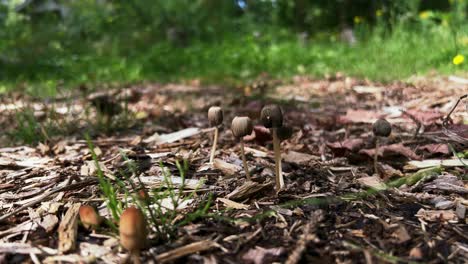 Goldhaarige-Inkcap-Wildpilze,-Die-Aus-Sterbendem-Detritus-Wachsen,-Niedrige-Winkelseite