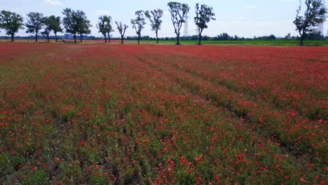 vista aérea superior suave vuelo campo de amapolas rojo área rural prado de verano