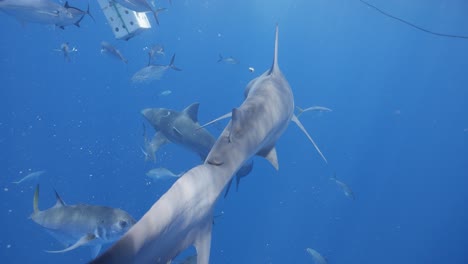 Tiburón-Toro-Nado-Lento-Con-Un-Movimiento-De-Cola